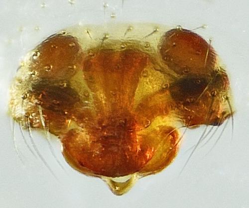 Réf. 218 247 : Microneta viaria